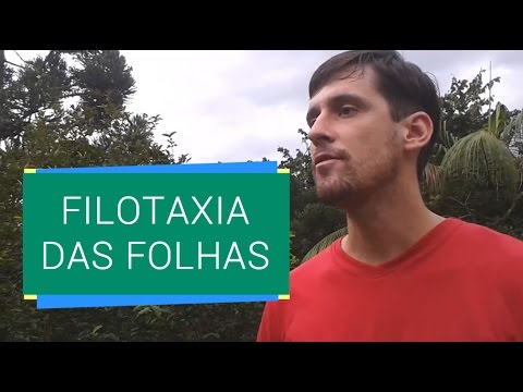 FILOTAXIA DAS FOLHAS