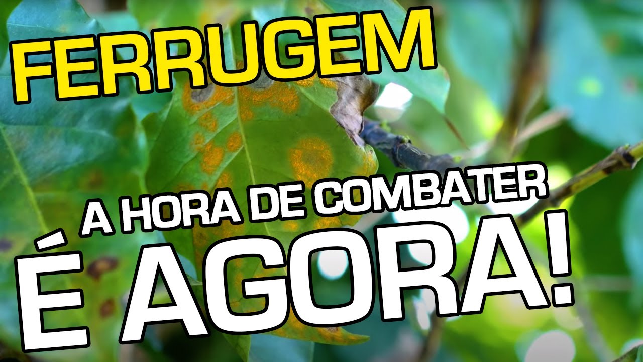 Ferrugem, A Hora de Combater é Agora!  | No Pé do Café