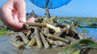 Yummy Razor Clam Cooking - Catching And Cooking Razor Clam At Ocean Shore - Cooking With Sros