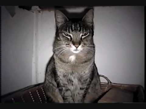 kittypr0n: Ep. 13 - "Red on White." (1/3)