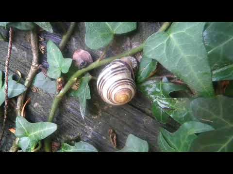 @ionbogdanstefanescu  Bela Bartok - Six Romanian Dances