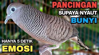 Download lagu Perkutut Lokal Gacor Suara Besar Pancingan Burung Perkutut Agar Cepat Bunyi. mp3 Download lagu Perkutut Lokal Gacor Suara Besar Pancingan Burung Perkutut Agar Cepat Bunyi. mp3