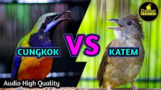 Download lagu KAPAS TEMBAK VS CUNGKOK ! PERPADUAN TEMBAKAN KUNTI DAN BESETAN PANJANG KATEM COCOK UNTUK MASTERAN mp3