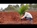 Weekend farming #12: Installing Drip irrigation to coconut and drumstick plants
