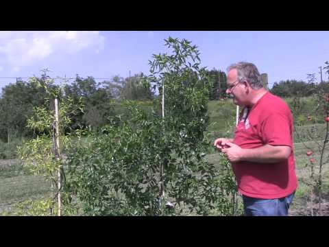 Ziziphus jujuba - How hardy is the Chinese date