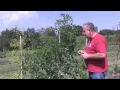 Ziziphus Jujuba Wie Winterhart Ist Die Chinesische Dattel
