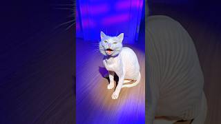 SOFIA IS NOW BALD 😱  #cat #funny #memes #funnycats #pets