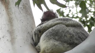 Koala at Pine Rivers Golf Course