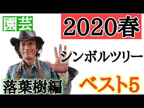 常緑樹のプライバシー スクリーン ツリーを選ぶ理由は何ですか?あなたの屋外スペースにどれを選ぶべきですか？  庭園