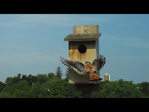 American Kestrel Nest Box