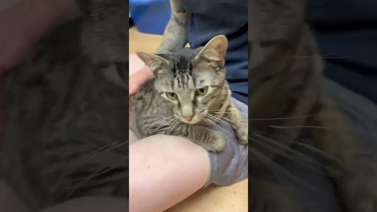 Canyon, a ADOPTABLE Domestic Short Hair in Shippenville, PA video 4/4