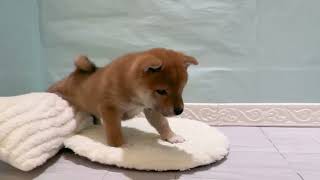 柴犬の動画01
