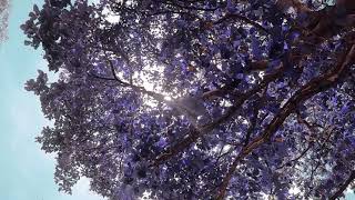 OS INVERNOS DA VIDA (Homenagem) aos guerreiros e profissionais da rea de sade.