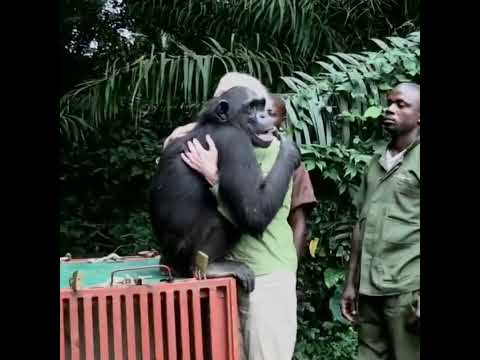 Emotional moment when Wounda (chimpanzee) hug Dr. Jane after treatment