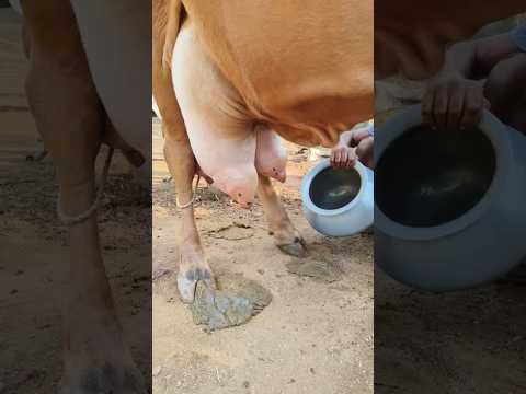 Manual cow milking by casting a cow