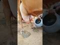 Manual Cow Milking By Casting A Cow