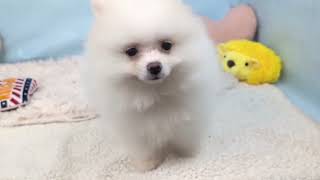ポメラニアンの動画01