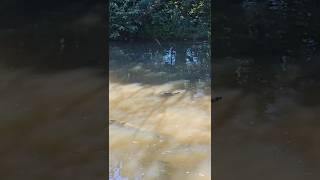 A tartaruga cágado da Amazônia #animais