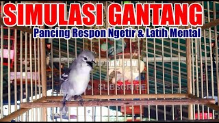 Download lagu Simulasi Gantang Cipoh : Memancing Respon Ngetir & Meningkatkan Mental Burung Sirtu mp3