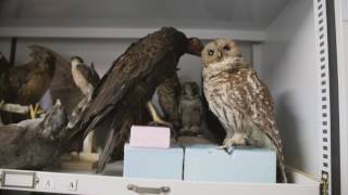 A tour inside the Chicago Academy of Sciences collections facility