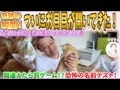 【目の開かない天使たち】生きるための大戦争！少しずつ開くお目目と、命のバトン。