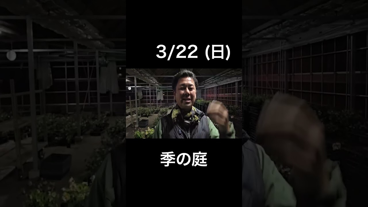 3/22 (日) 季の庭 （川崎市麻生区） 【イベント情報】  #クリスマスローズ #チカラコブ #横山園芸