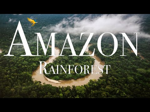 Amazon Rainforest - History of Amazon Forest - Amazon Jungle is Called Lungs of the Earth