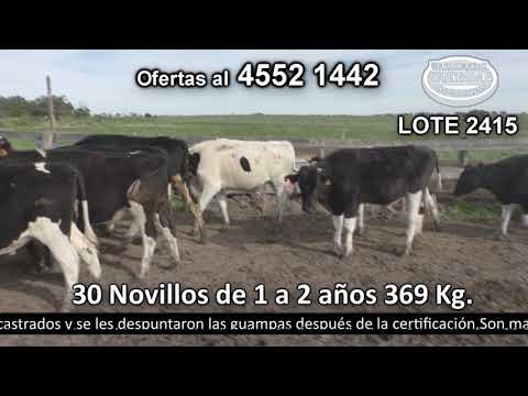 Lote 30 Novillos 1 a 2 años 29 HO y 1 Kiwi. 369kg -  en La Agustina. Larrañaga - a 14 km de Cardona y 11 km de Santa Catalina