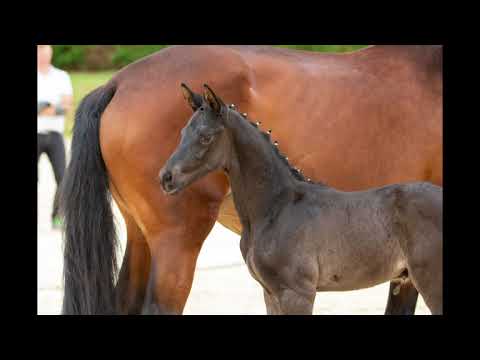 Nachtgranat von Rheinklang  www.elmarshausen.de