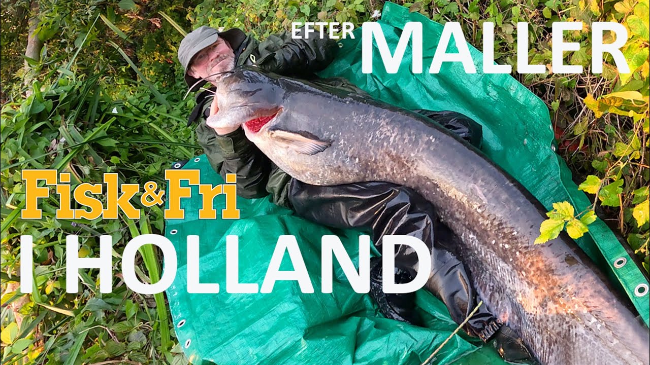 NY VIDEO: MED FLYDERING EFTER MALLER I HOLLAND