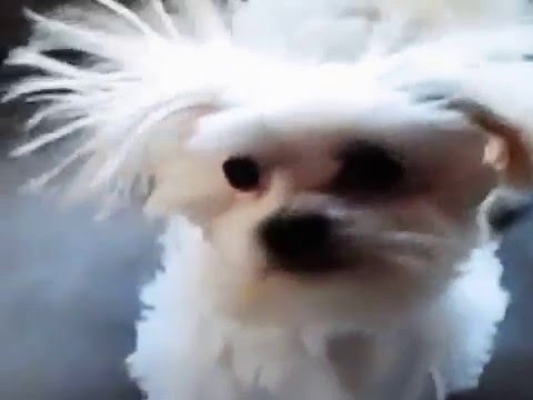 FUNNY VIDEOS - HORSE / DOG