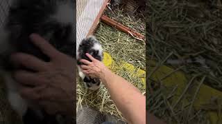 Jersey Wooly Rabbits Videos