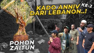 Download lagu #9 PROJECT TAMAN SABRINA | HADIAH ANNIV 2 | TIBA-TIBA DAPET KADO POHON ZAITUN DARI LEBANON! mp3