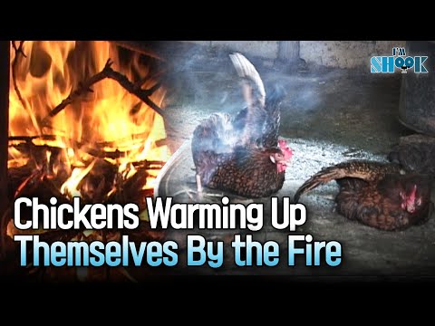 Chickens That Enjoy Being in Front of Blazing Fire🐔🔥