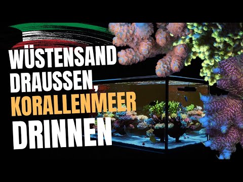 Reefer Q8 from Kuwait – An incredible SPS reef tank of the highest class