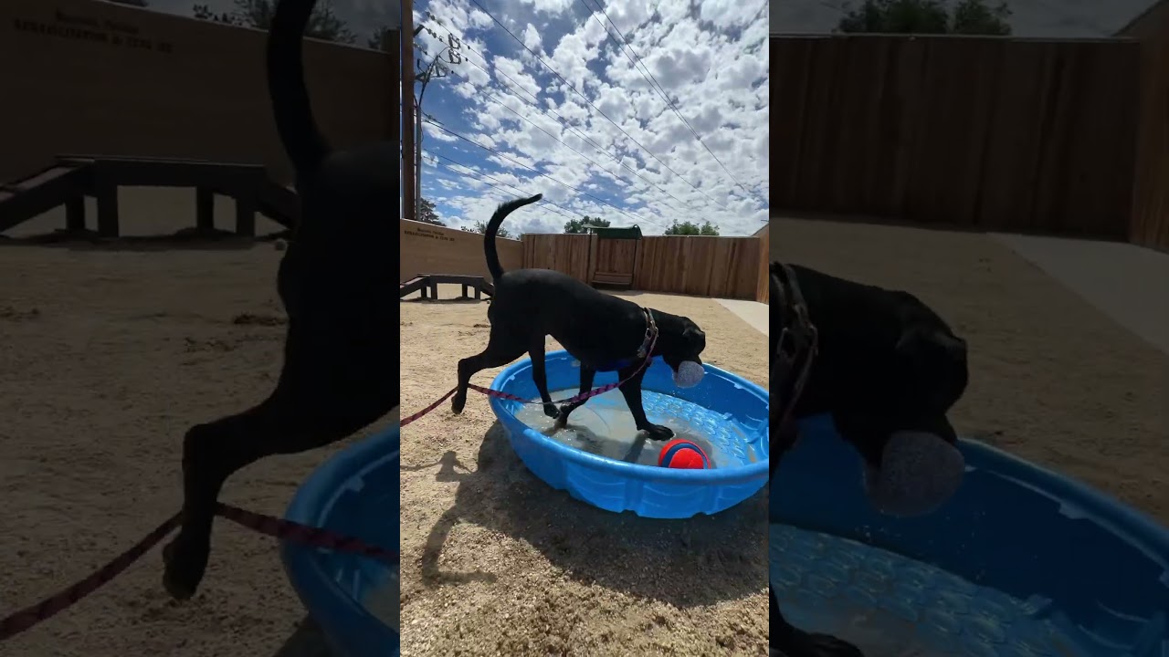 Pua, a Adoptable mixed breed in Reno, NV video 5/5