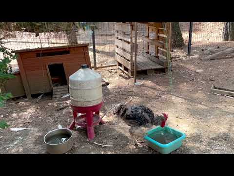 image : Des poules, des canards, des chats .. le jardin des soleiades à Nîmes