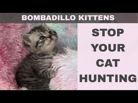 How to Stop your Cat Hunting: 2 New Scientific Methods from Exeter Uni