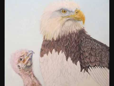 A Time Lapse Eagle Oil Painting ,by Cape Breton Wildlife Artist Burland Murphy
