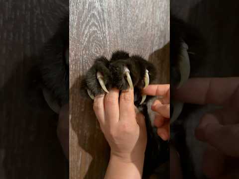 Оn the claws / off the claws 😂