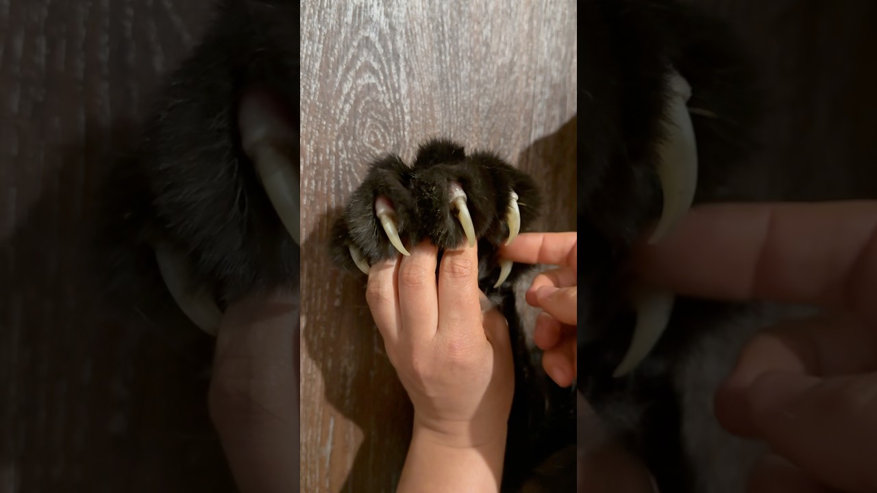 ��������� ����� �� ����� - ��� ������ ����