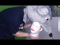 Albert Flamingo Abusing Felipe Complation