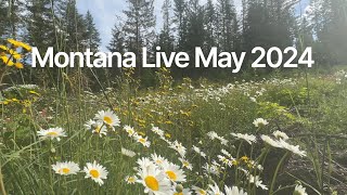 Montana Update-May 2024