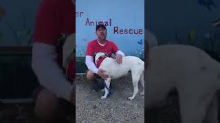 Video preview image #1 American Bulldog-Unknown Mix Puppy For Sale in Stover, MO, USA