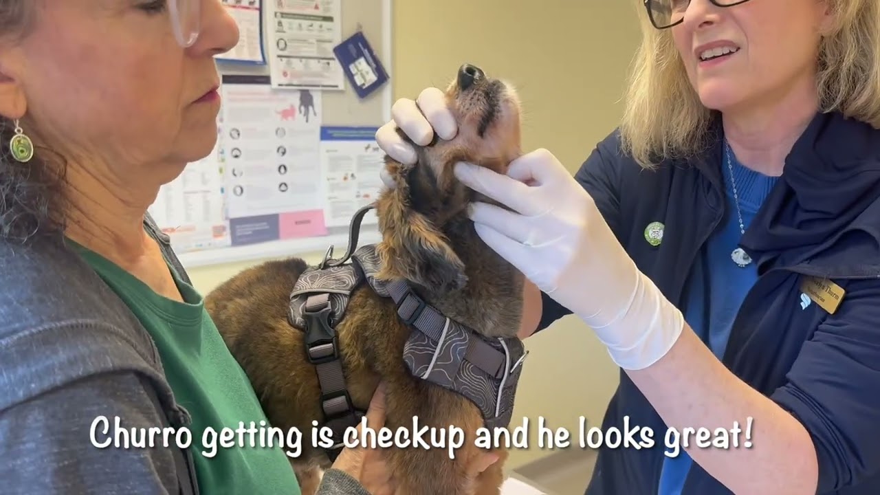 Enlarge Churro, a Adoptable Spaniel in Walnut Creek, CA video 1/3