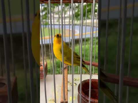 CANARIO FINO CANTANDO EN LA MANO.