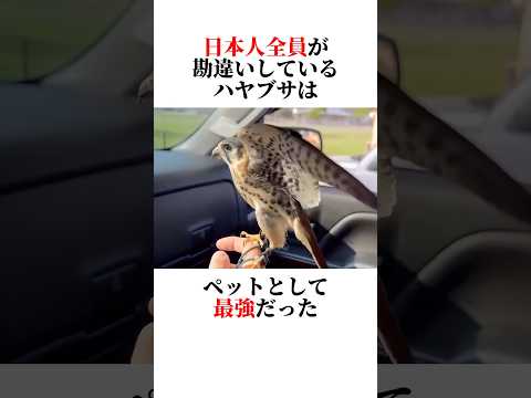 ㊙️I'll tell you the secrets of peregrine falcons‼️🧐 #animals #trivia