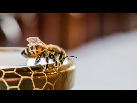 Come un membro della ispessita senza chirurgia BCA come leffetto sulla potenza