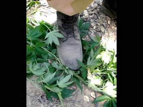 Rocker T  -  Not Guilty