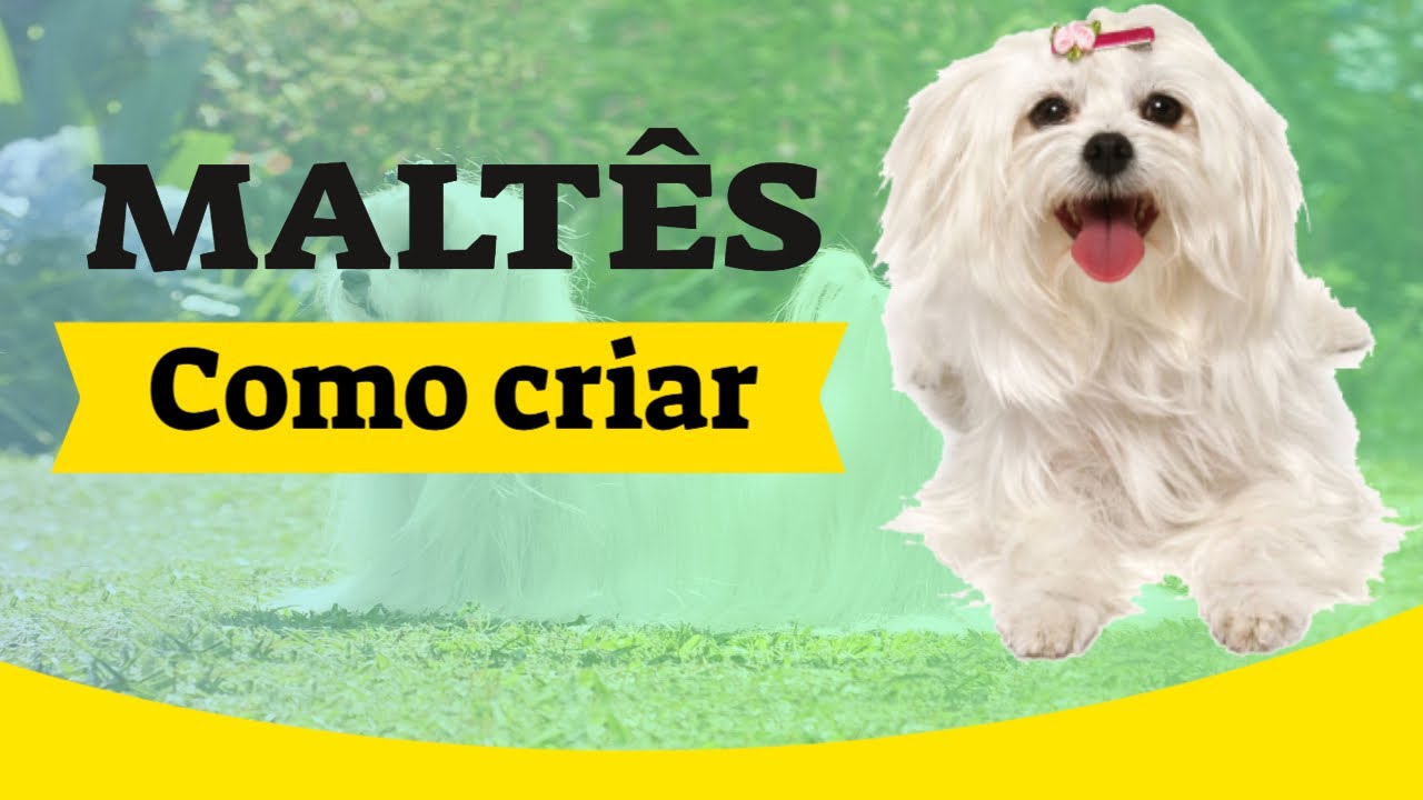 COMO EDUCAR UM MALTÊS-educando maltês!